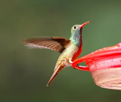 На сколько маленькая птица колибри | Lior | Дзен