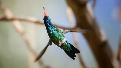 🌸🐦 Птица колибри в воздухе пьет …» — создано в Шедевруме
