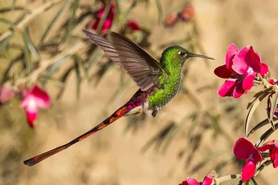 Летящая птица, колибри Rufous-замкнула колибри Колибри с ясной зеленой  предпосылкой в эквадоре Колибри в природе Стоковое Фото - изображение  насчитывающей цветок, питание: 75946848