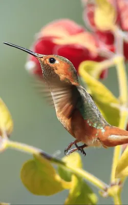 А вы знали? Что колибри – единственная птица, которая летает назад. |  Познаем мир. | Дзен