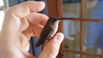 Брошь птица колибри - Аквилегия | Магазины, Колибри, Птицы