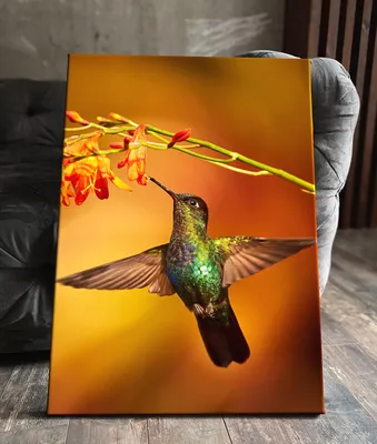 Птичка колибри зависла над орхидеей…» — создано в Шедевруме