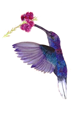Колибри Птица Природа Дикая - Бесплатное фото на Pixabay - Pixabay