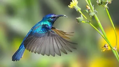 Птица колибри, Trochilidae, silk …» — создано в Шедевруме