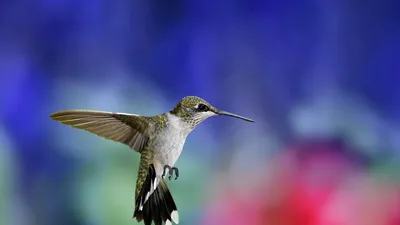 Птица колибри, яркое оперение, крылья…» — создано в Шедевруме