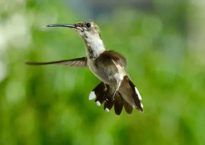 Птица колибри с длинным клювом - 68 фото
