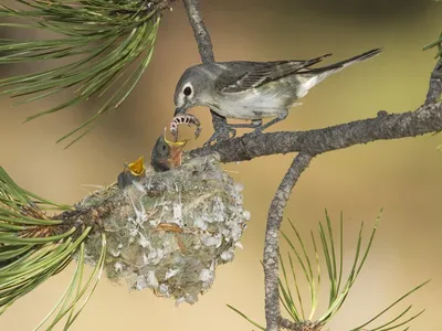 Обои на рабочий стол Мама-птица кормит своих маленьких птенчиков, обои для  рабочего стола, скачать обои, обои бесплатно