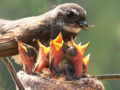 Мама птица кормит своих птенцов , …» — создано в Шедевруме