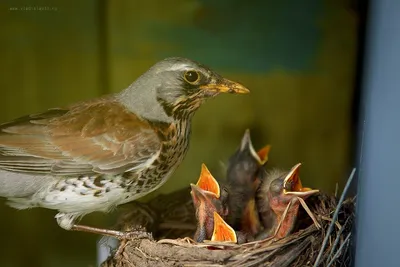 Птица кормит птенцов (37 фото) - красивые фото и картинки pofoto.club