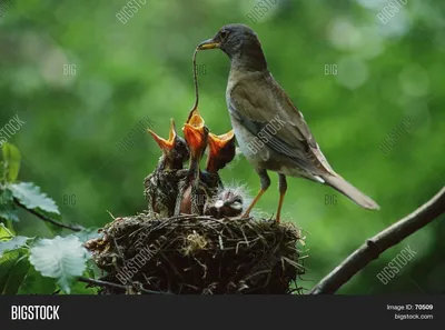 Красивая птица кормит птенцов в из гнёздышке - обои на рабочий стол