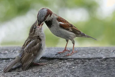 Птица кормит птенцов - онлайн-пазл