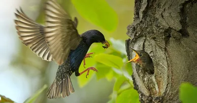 Птица кормит своих птенцов в гнезде червями. | Премиум Фото