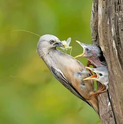 Мама-птица кормит птенцов в гнезде на крепкой ветке. | Премиум Фото