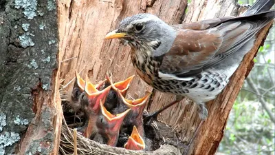 Дрозд кормит птенцов червяками, Гнездо дрозда - YouTube
