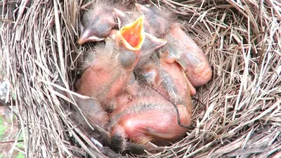 Птица кормит своих 3 забавные маленькие жёлтые изреченные птенцов воробья  на филиалы в летнем саду солнечном Стоковое Фото - изображение  насчитывающей голодно, изречено: 170703708