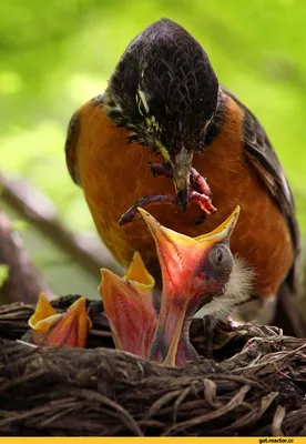 Дрозды кормят птенцов в гнезде, Catbirds feed chicks in the nest - YouTube