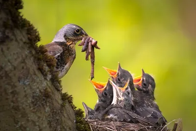 Птица кормит своих птенцов - картинки и фото poknok.art