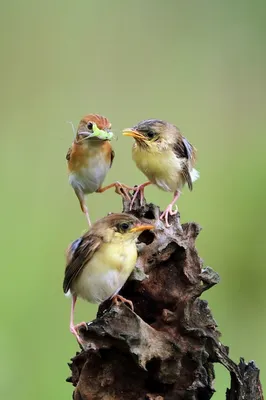 Редкая птица кормит своих птенцов в гнезде, созданном с помощью  генеративного искусственного интеллекта | Премиум Фото