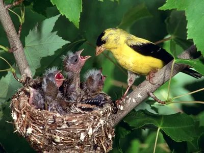 Иволга(желтая птица) кормит птенцов-ОБОИ- на рабочий стол-Животные и птицы  бесплатно