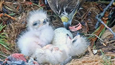 Семья ворон кормят своих птенцов - YouTube