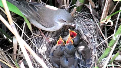 Гнездо. Птицы кормят птенцов, Grey Warbler, Серая славка - YouTube
