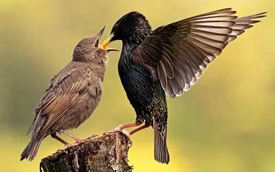 Птички, птицы птичка кормит птенца материнство фарфор - «VIOLITY»