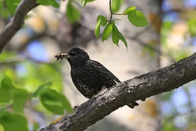 Мать птица кормит птенцов | Премиум векторы
