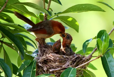 Птица кормит птенцов в гнезде, …» — создано в Шедевруме