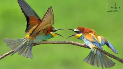 Птица питающаяся пчелами (42 фото) - красивые фото и картинки pofoto.club
