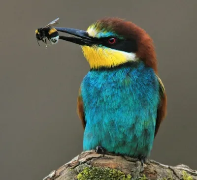 Пчел-едок, Apiaster Merops Насекомое есть птицу Стоковое Изображение -  изображение насчитывающей цветасто, еда: 132087087