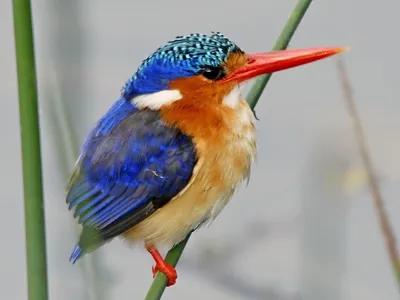 15 видов птиц – постоянных обитателей Израиля | malamant