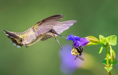 Золотистая щурка: Птица средней полосы, которая охотится на самых опасных  насекомых. За день может съедать до 250 пчёл, ос и шмелей! | Пикабу