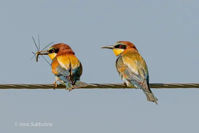 Пчел-едок, Apiaster Merops Насекомое есть птицу Стоковое Фото - изображение  насчитывающей насекомое, то: 132087152