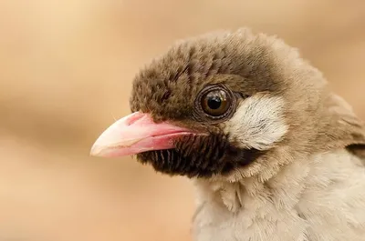 Кукушка и компания: 5 птиц, практикующих гнездовой паразитизм | Вокруг Света