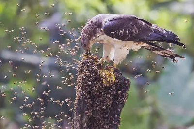 В Украине массово уничтожают дикую птицу которая ест пчел | Стайлер
