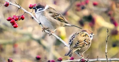 Какие птицы едят ос: список - Truehunter.ru