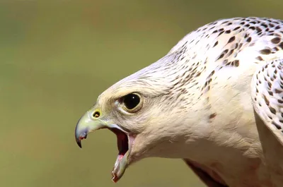 Фотография Кречет (Falco rusticolus) Питомник хищных птиц в заповеднике  Галичья Гора, Липецкая область, | Фотобанк ГеоФото/GeoPhoto | GetImages  Group