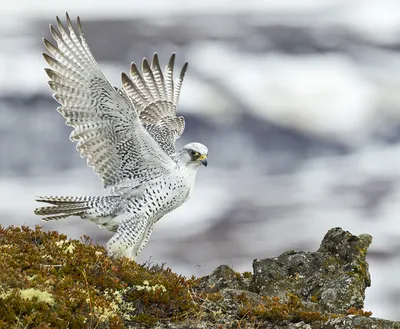 Кречет — Falco gyrfalco / Статьи / Птицы Европы