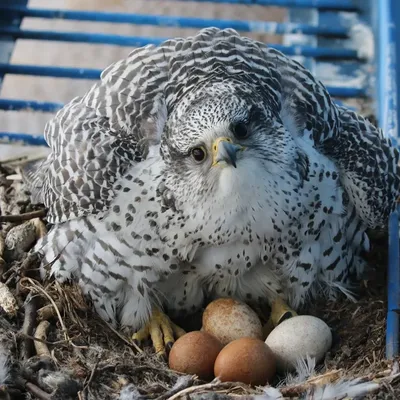 На Камчатке у местного жителя изъяли девять кречетов: три птицы больны