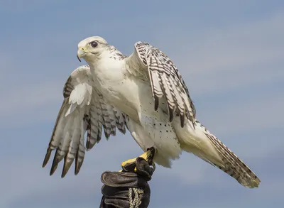 Фотография Кречет (Falco rusticolus) Питомник хищных птиц в заповеднике  Галичья Гора, Липецкая область, | Фотобанк ГеоФото/GeoPhoto | GetImages  Group