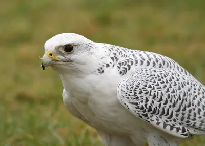 Кречет – Falco rusticolus (Linnaeus, 1758) « Красная книга Томской области  | ОГБУ \"Облкомприрода\"