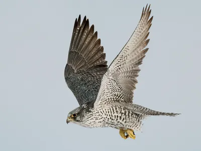 Кречет (Falco rusticolus). Птицы Сибири.