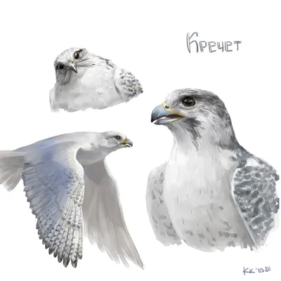 Кречет (Falco rusticolus). Птицы Дальнего Востока России.