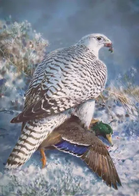 Любители птиц - Кречет / Gyrfalcon (лат. Falco rusticolus)... | Facebook