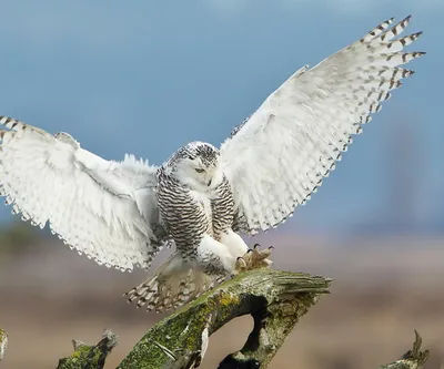 Кречет (Falco rusticolus). Птицы Тюменской области.
