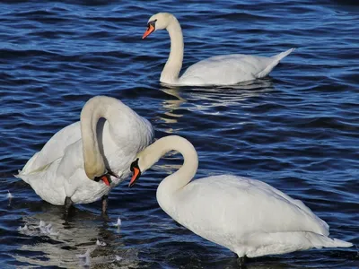 лебеди, сердце, белые, озеро, любовь | Обои с птицами, Лебедь, Фотографии  животных