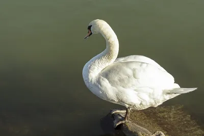 Бесплатное изображение: Лебедь, дикая природа, водоплавающие птицы, гусь,  вода, озеро, птица