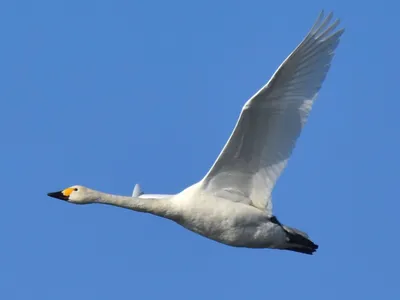 Лебедь-шипун cygnus olor рано утром птица плавает в реке у берега | Премиум  Фото