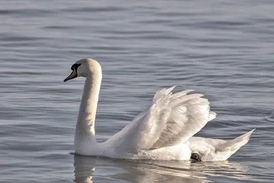 Белая птица лебедь плавает на воде Стоковое Фото - изображение  насчитывающей одичало, вода: 191583494