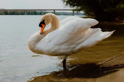 Белый лебедь птица на озере лебеди в воде водная жизнь и дикая природа  фотосъемка природы | Премиум Фото